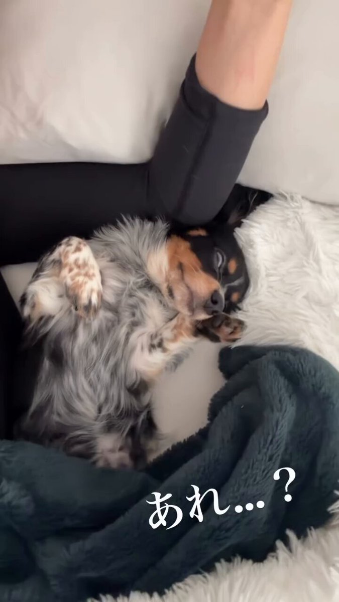 にこにこにこちゃん☺︎ (@__nicochi__) / Posts / X