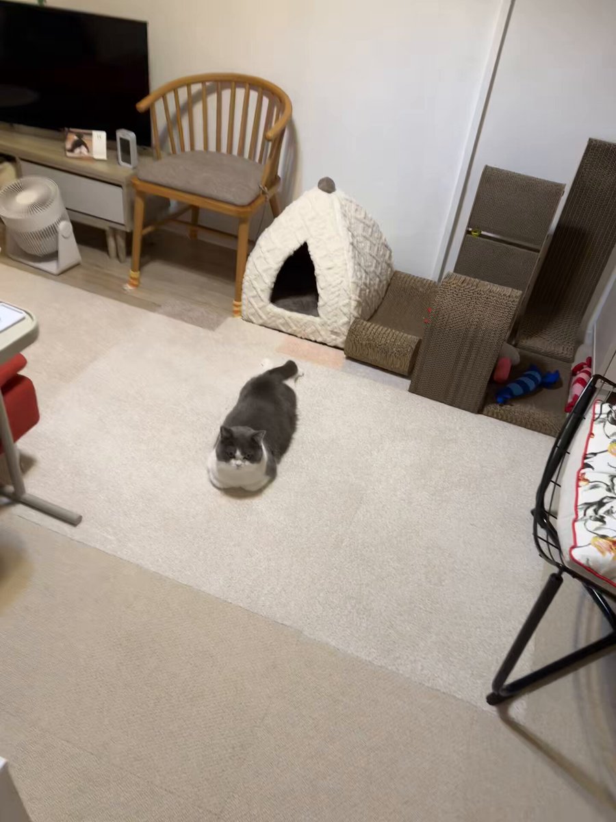 6.まりも⭐︎様 まりも まりも NEW MOTORCYCLE: ZX-6R「40th