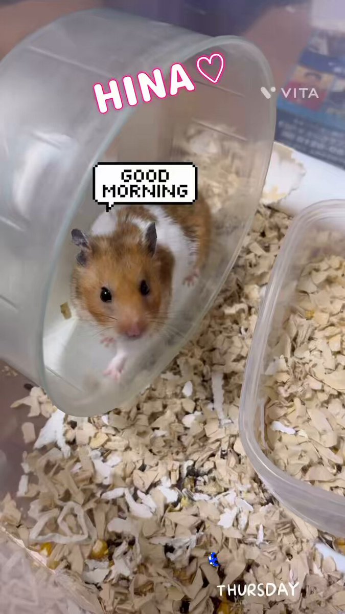 ys ❤ハムハムファミリー🐹優しい繋がりに感謝(ㅅ´꒳` ) on X