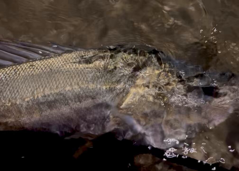 田村釣具　親睨 田村釣具 親睨 田村釣具 親睨 婚姻色（Yahoo!オークション -「田村」(淡水