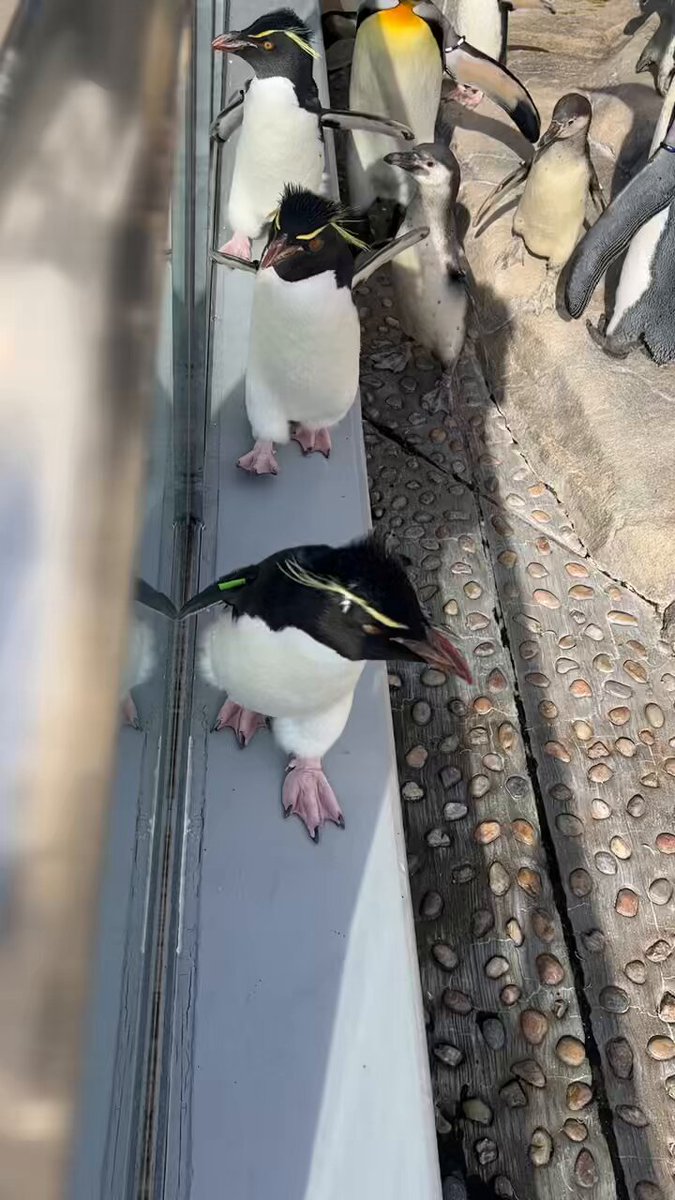 ペンギン - Search / X