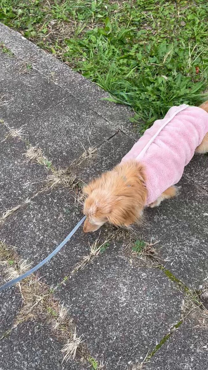 ゆきんこ🌸 on X