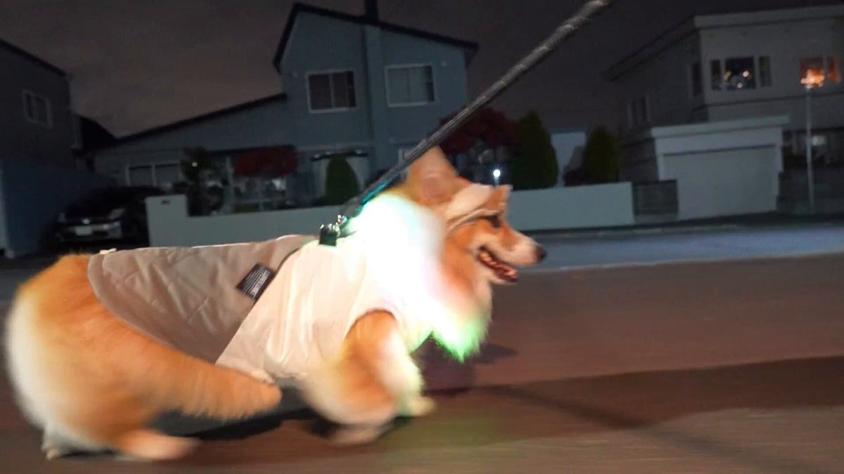 もこわんこ コーギー犬もこすけ on X