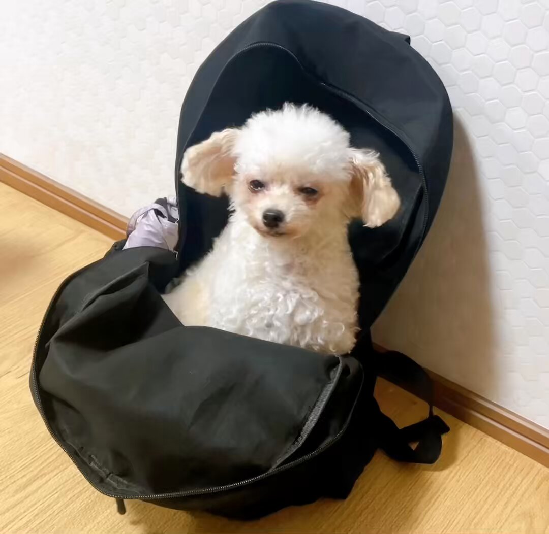 ひつじにこ (@ni918co) / Posts / X