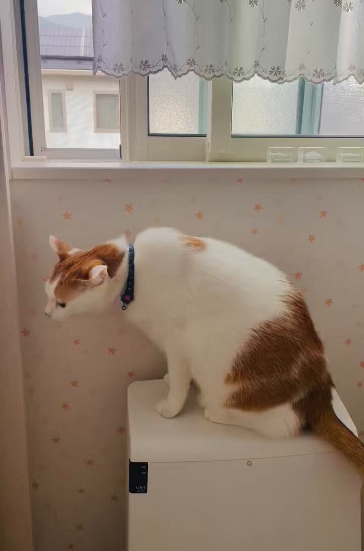 ♡ねこさん ♡ ネコとネコとネコ＋α (@neko_neko0222) / Posts / X