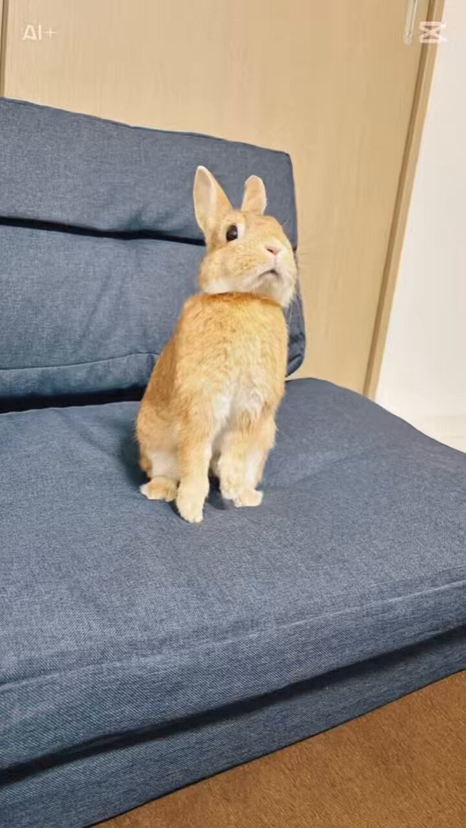 うさぎのもんちゃん on X