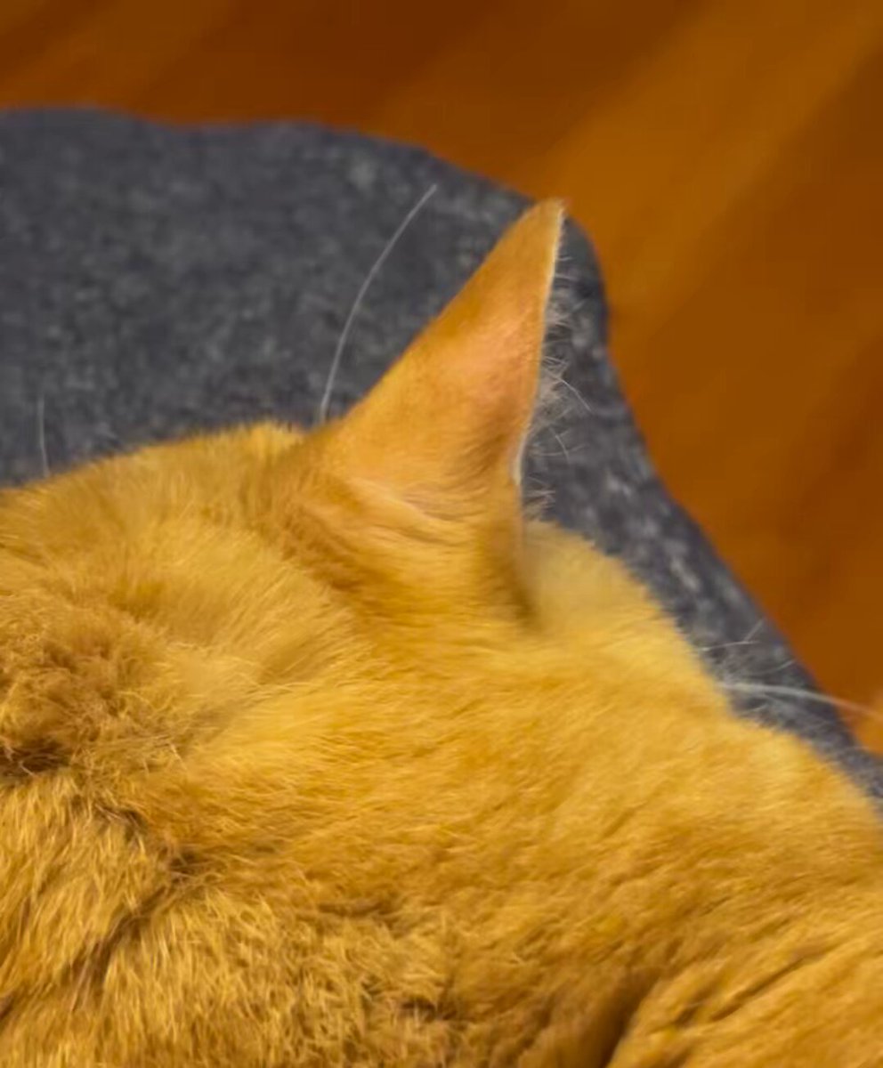 同梱値引100円❤️No.1959 レジン ペンダントトップ 猫 ネコ ねこ ♡ ネコモチーフ ペンダントネックレス K10PG フレームキャット