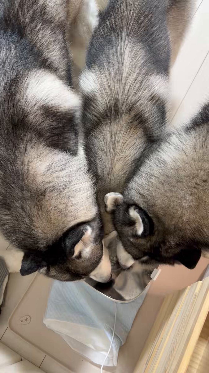 Genie(ジーニー) (@Genie_0213) / Posts / X