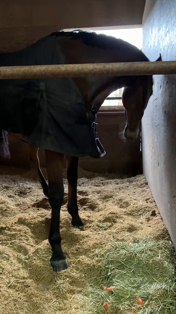 しろまる (@shiro1maru) / Posts / X