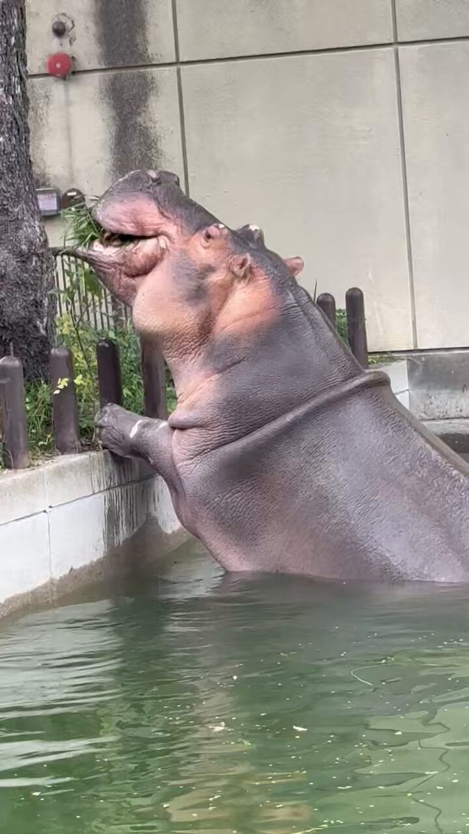 かばみどり on X