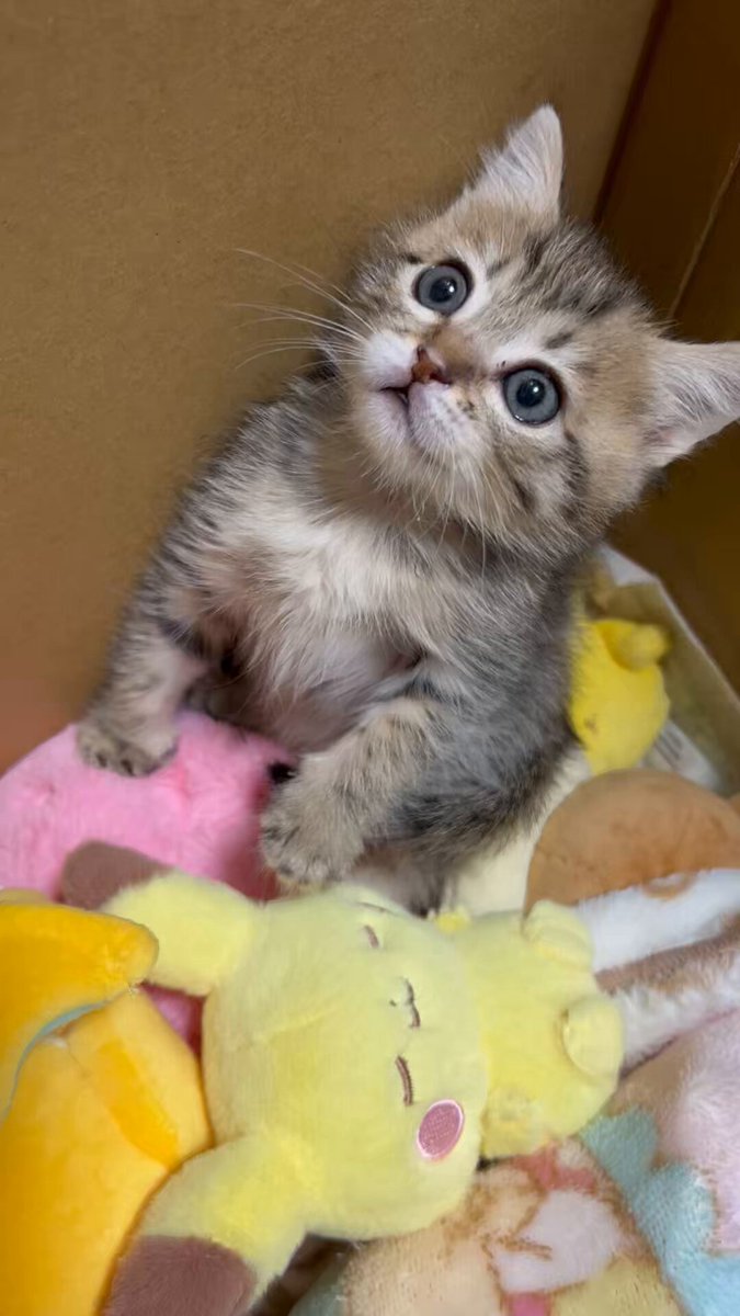 猫毛玉 (@MtR22g5zxUvvqp9) / Posts / X