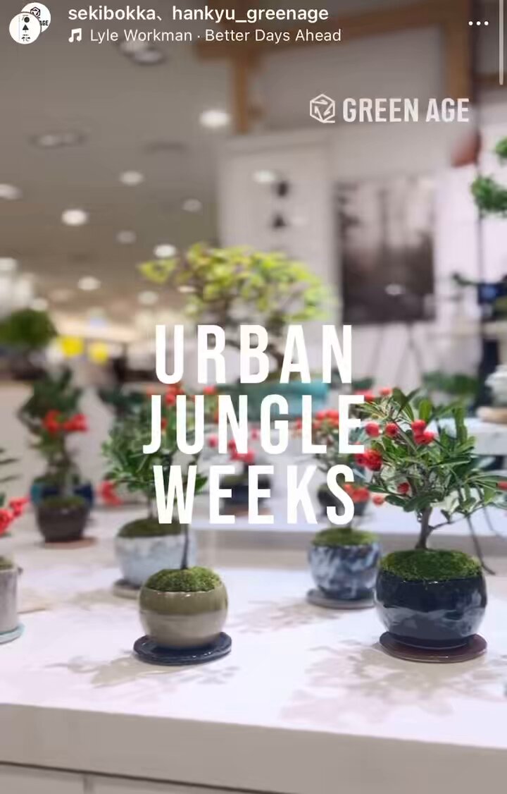 石木花|sekibokka (@sekibokka) / Posts / X