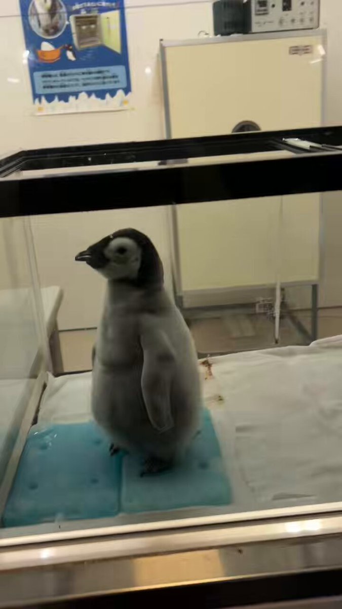 まりもページ まりも (@marimo_0518) / Posts / X