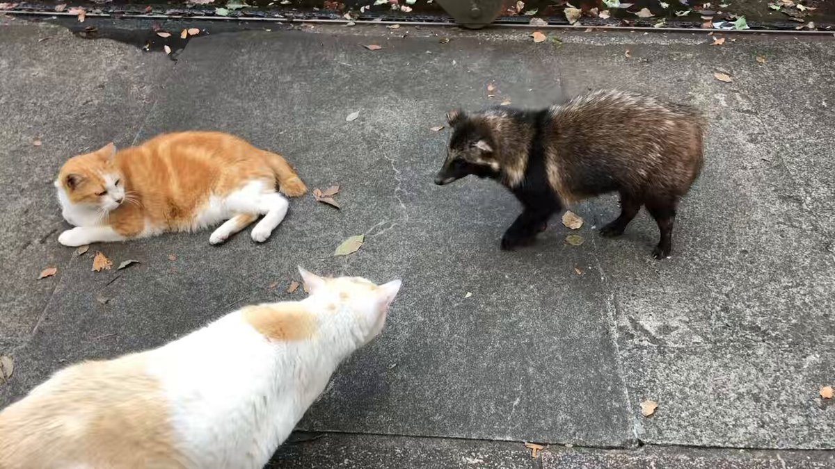 上野で猫会議に混ざろうとしてたたぬき。 「何か間違えてますか…？」っ