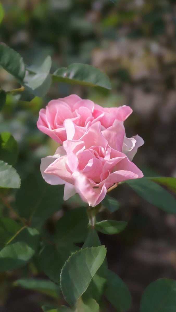 Yumiko ♡様 ぐうかわスンスン