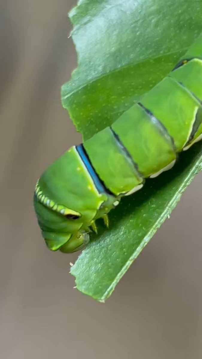 イモムシ様 61wVJIAfJwL._AC_UF350,