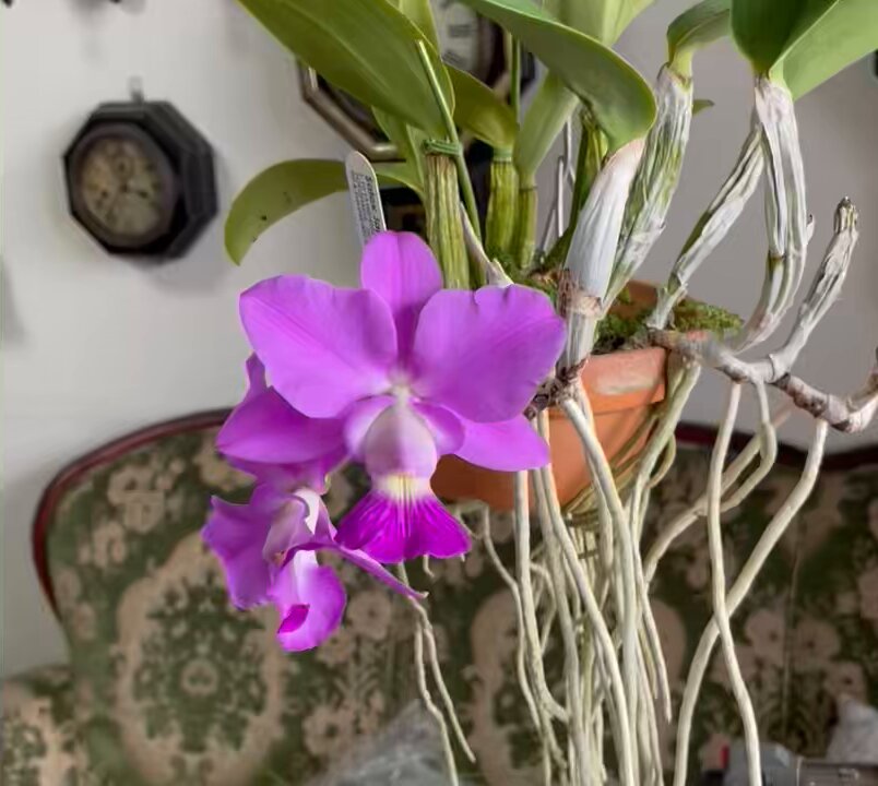 Satox & BENTON Japan on X