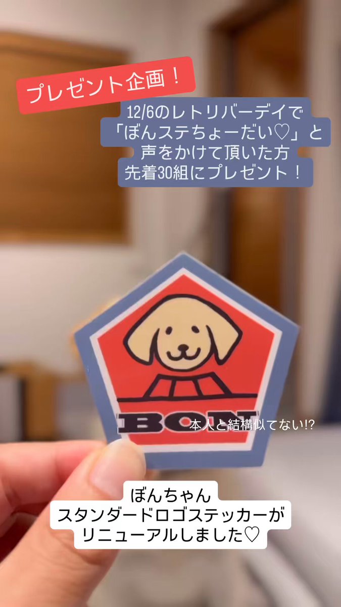 ラブラドールのぼんちゃん(本人) (@Bonchan331) / Posts / X