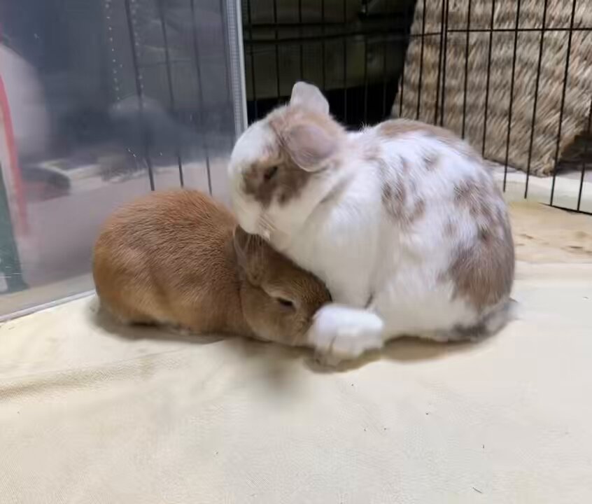 ♡うさぎ様ご確認♡ ちいかわマーケット公式 on X