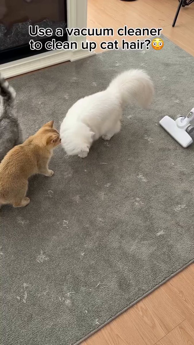 タンタンパパ on X