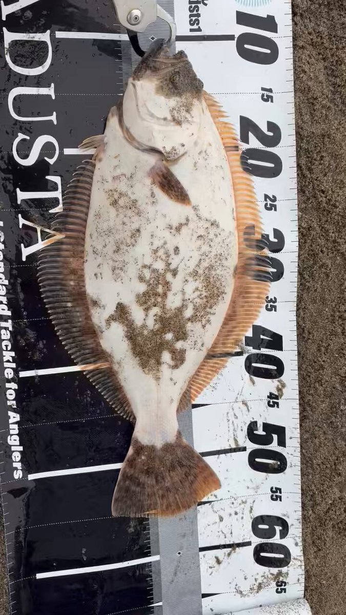 わーちゃん on X