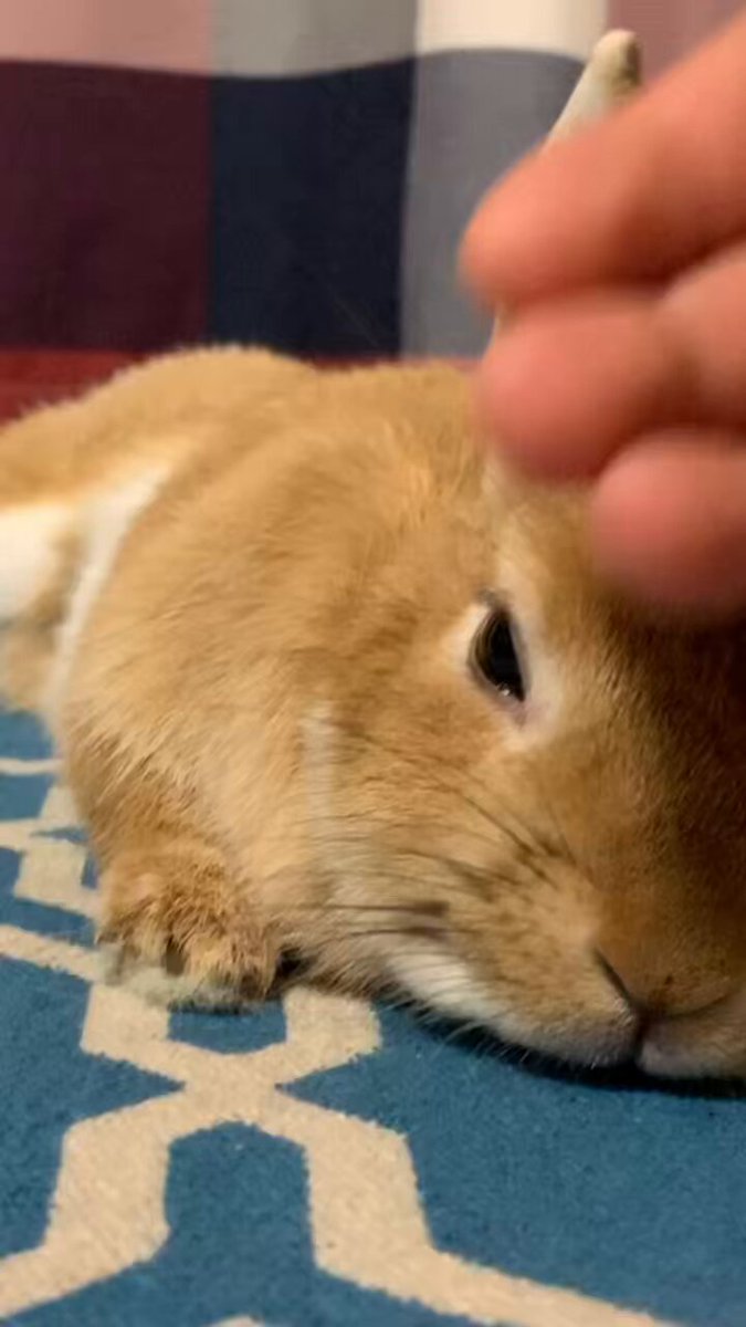 うさ男 うさ男（お） on X