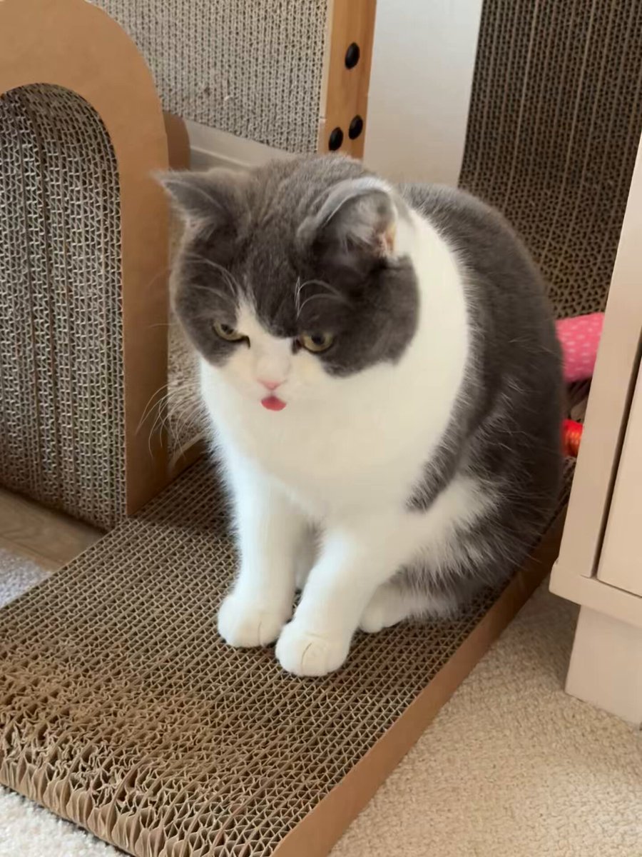 あんころもち@ナイトレインPS5 on X