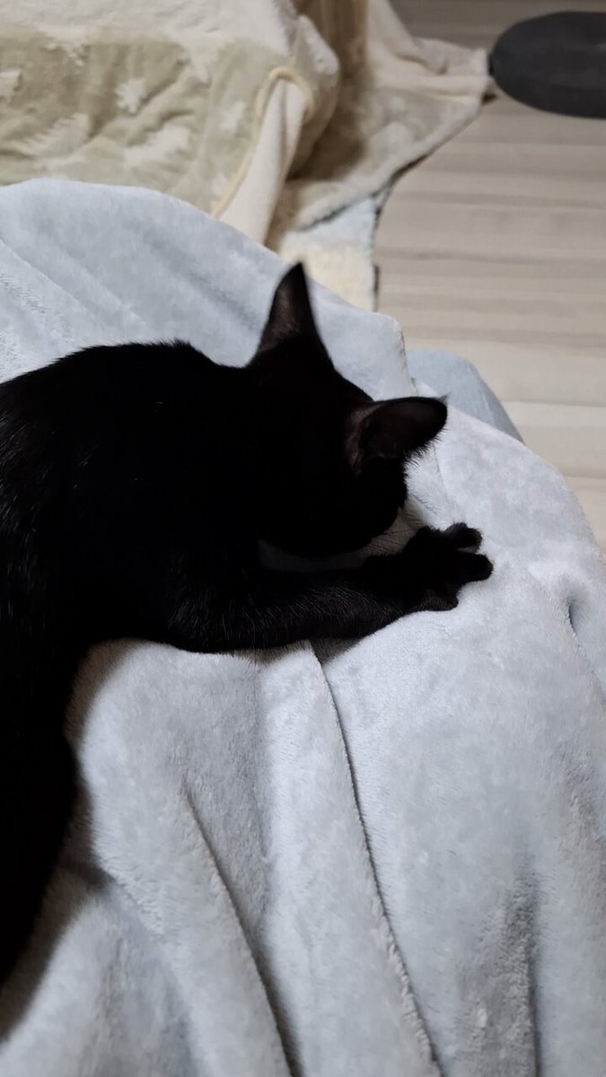 しろくろ (@shiro96_KI) / Posts / X