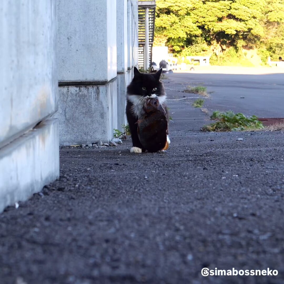 simabossneko 写真集「島にゃんこ」発売中 (@simabossneko) / Posts / X