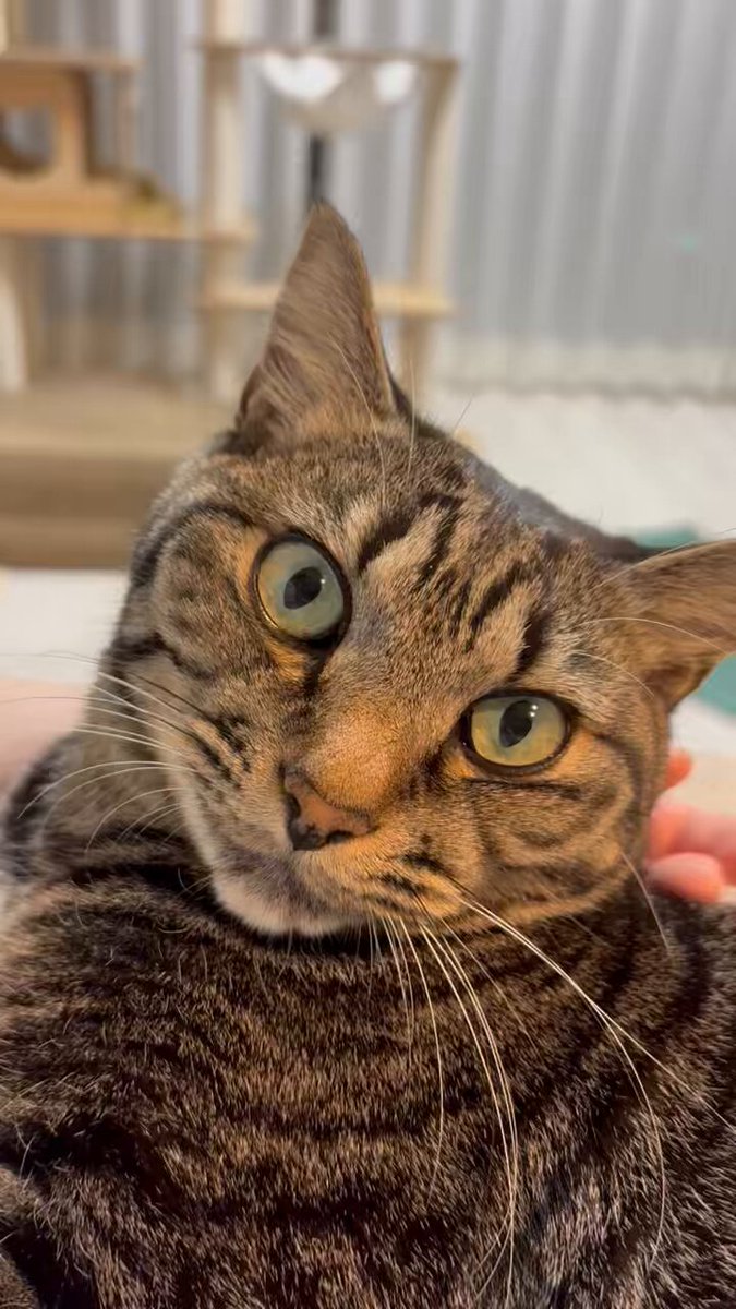 おそら様 ソリオ DBA-MA15S オーディオ枠エアコン吹き出し口付 73821-54M0