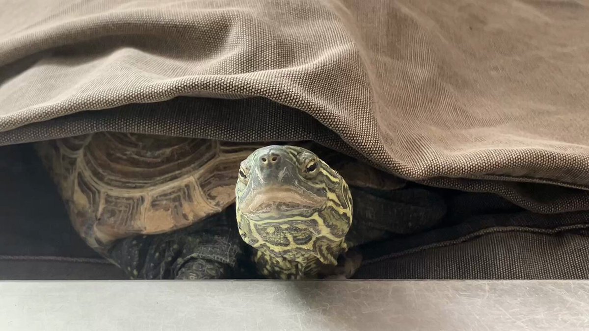 亀さん別居 (@ylGBDXxEch64994) / Posts / X