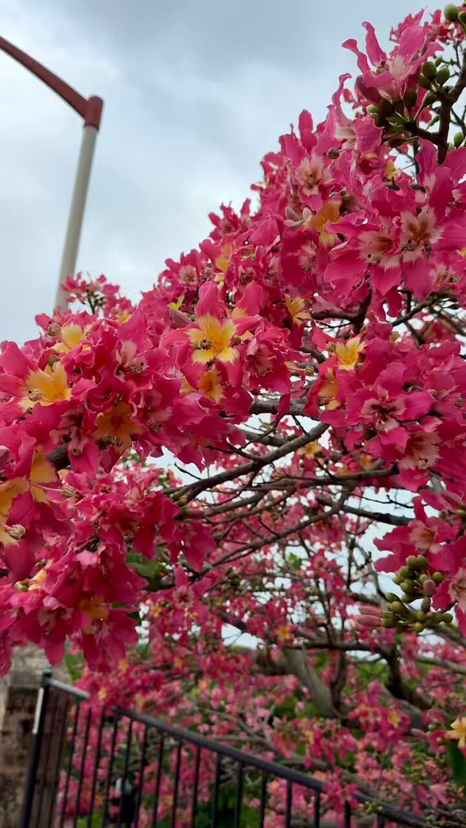 yutan (ゆーたん)🌴 on X