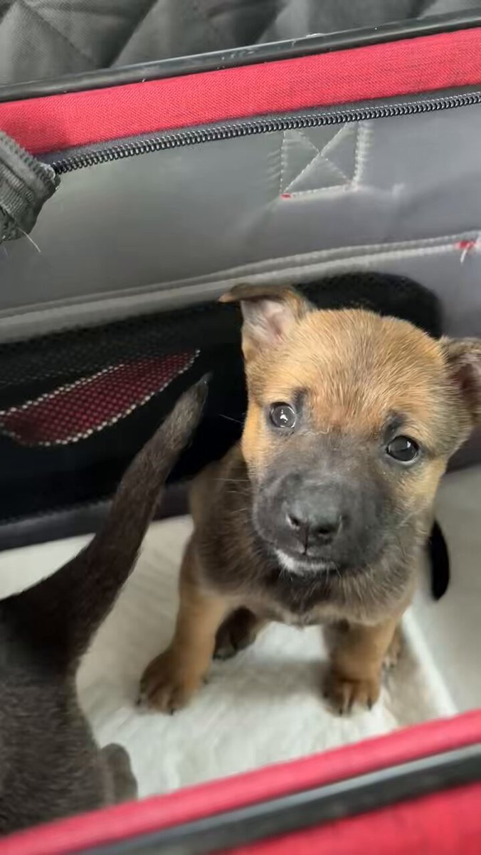 野良犬 彼らはインドの野良犬です。写真素材2321954401 | Shutterstock