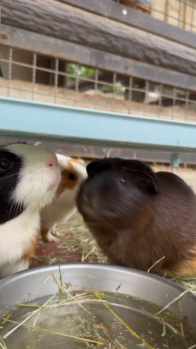須坂市動物園【公式】 on X