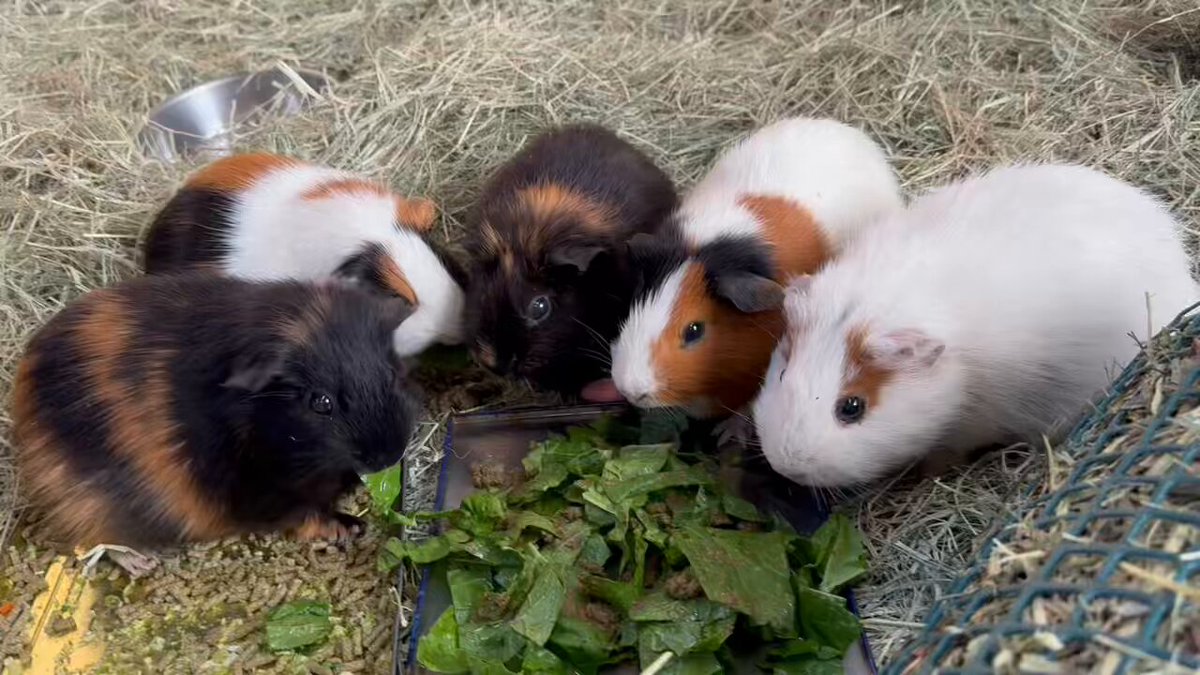 須坂市動物園【公式】 on X