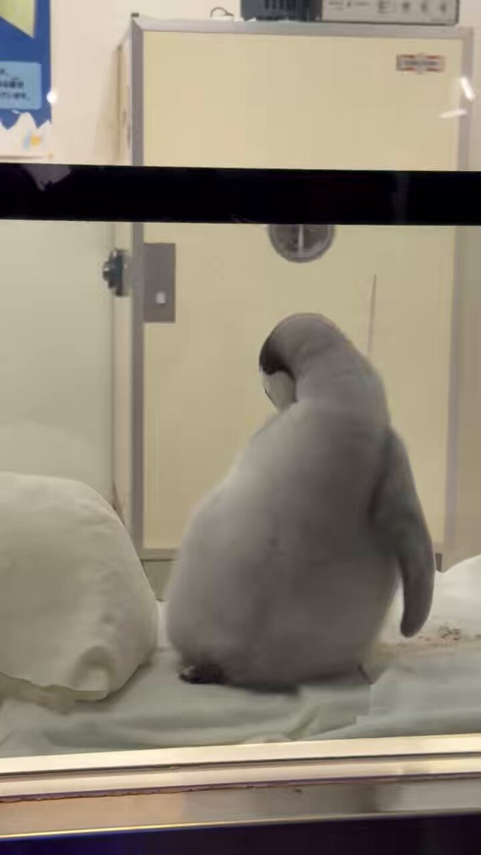 ペンギンに埋もれたい on X