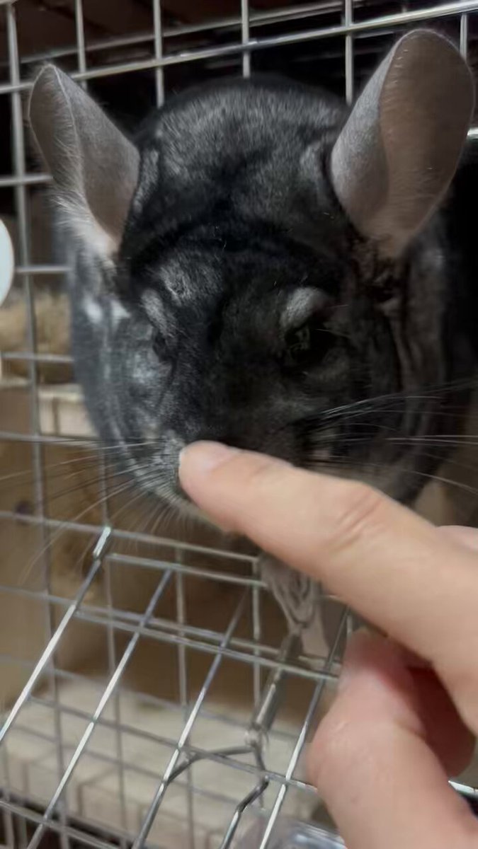 ティー♡様ご確認用ページ！ チンチラᒼᑋªⁿ✿の保護者 on X