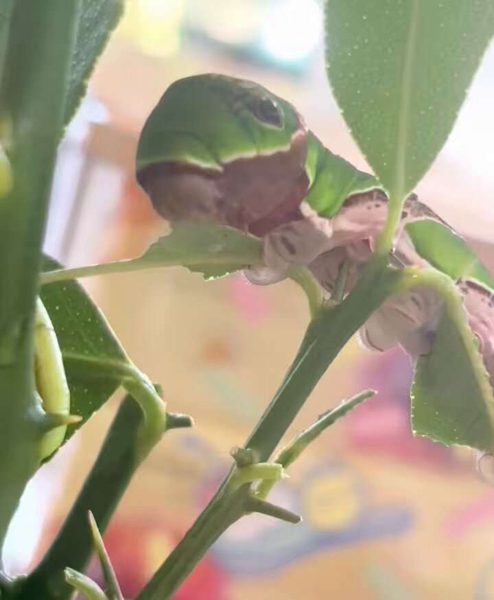 うさこ (@usatamapon0726) / Posts / X