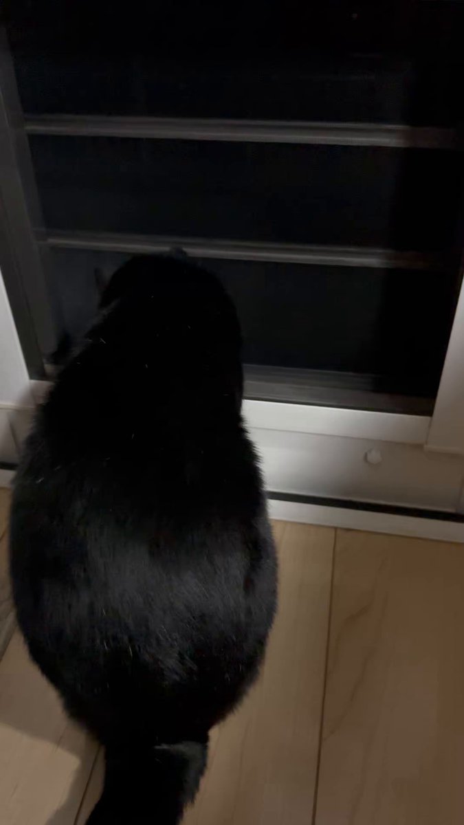 黒猫 (@kuroneko071975) / Posts / X