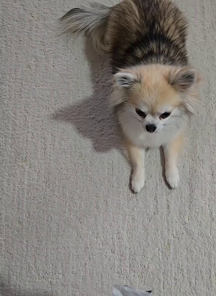 環瑠⭐️即日発送頑張ります様 たまにご褒美って必要だと思うわけ。