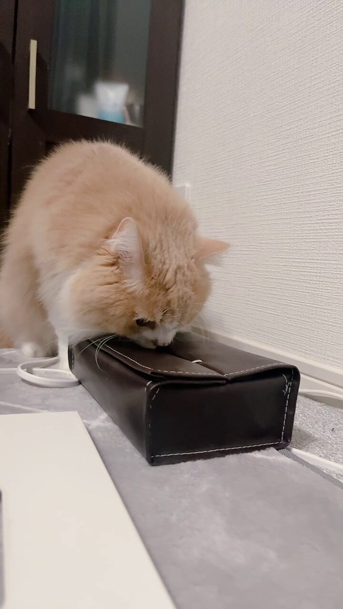 mog (@mogmogmog312) / Posts / X