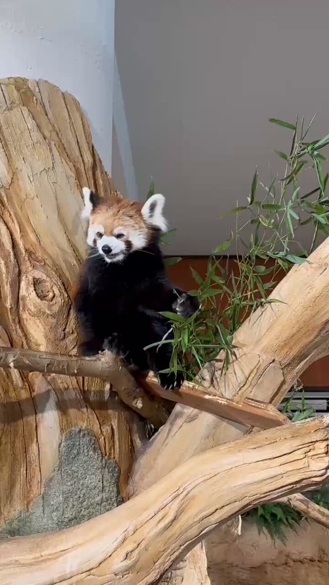 ネオパークオキナワ【公式】 (@neopark754) / Posts / X