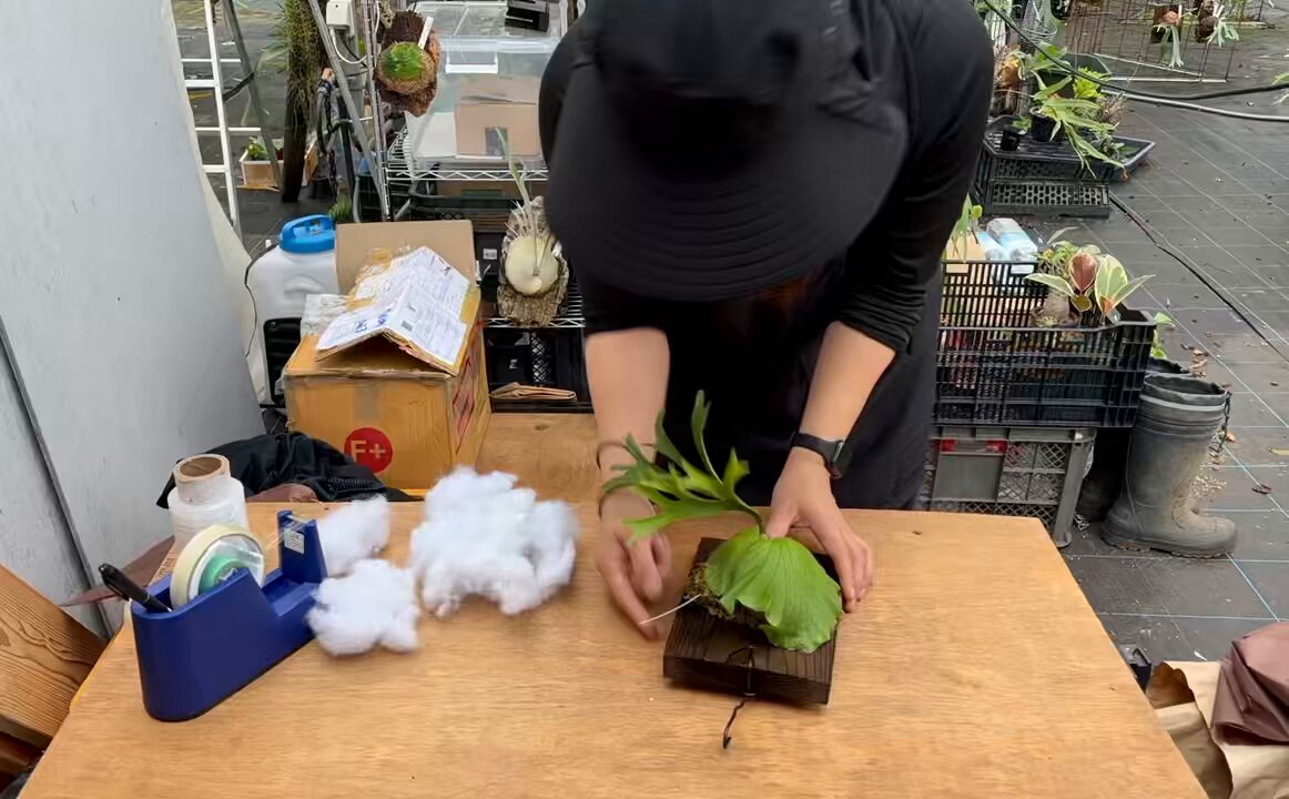 necomoss (@necomoss) / Posts / X