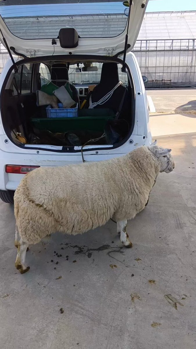 羊の家畜商 (@18sheep) / Posts / X