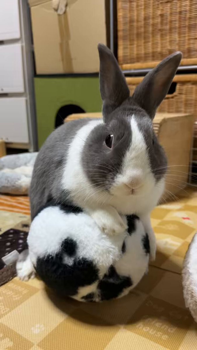 【購入不可】モーリー MORIWAKI ONLINE SHOP.