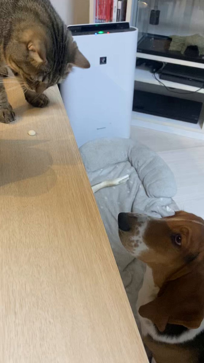 くまこ@BfP名古屋クリエイターズマーケット (@BrowfiriP2) / Posts / X