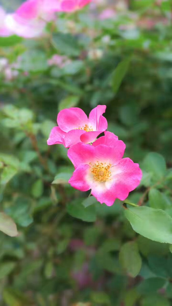 Yumiko ♡様 ぐうかわスンスン