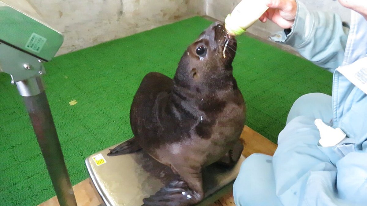 本日の #南海 と担当飼育員さん🍼 生後115日目 ＃釧路市動物園 #オタリア