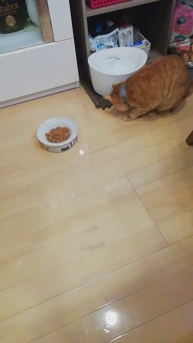 ねこばーぐページ 猫あるあるの食べ方