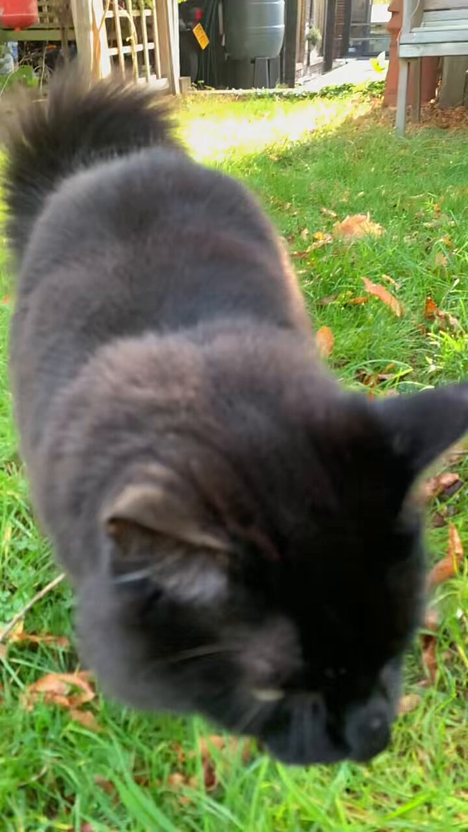 Chubby Chops (@chubby_chops_uk) / Posts / X